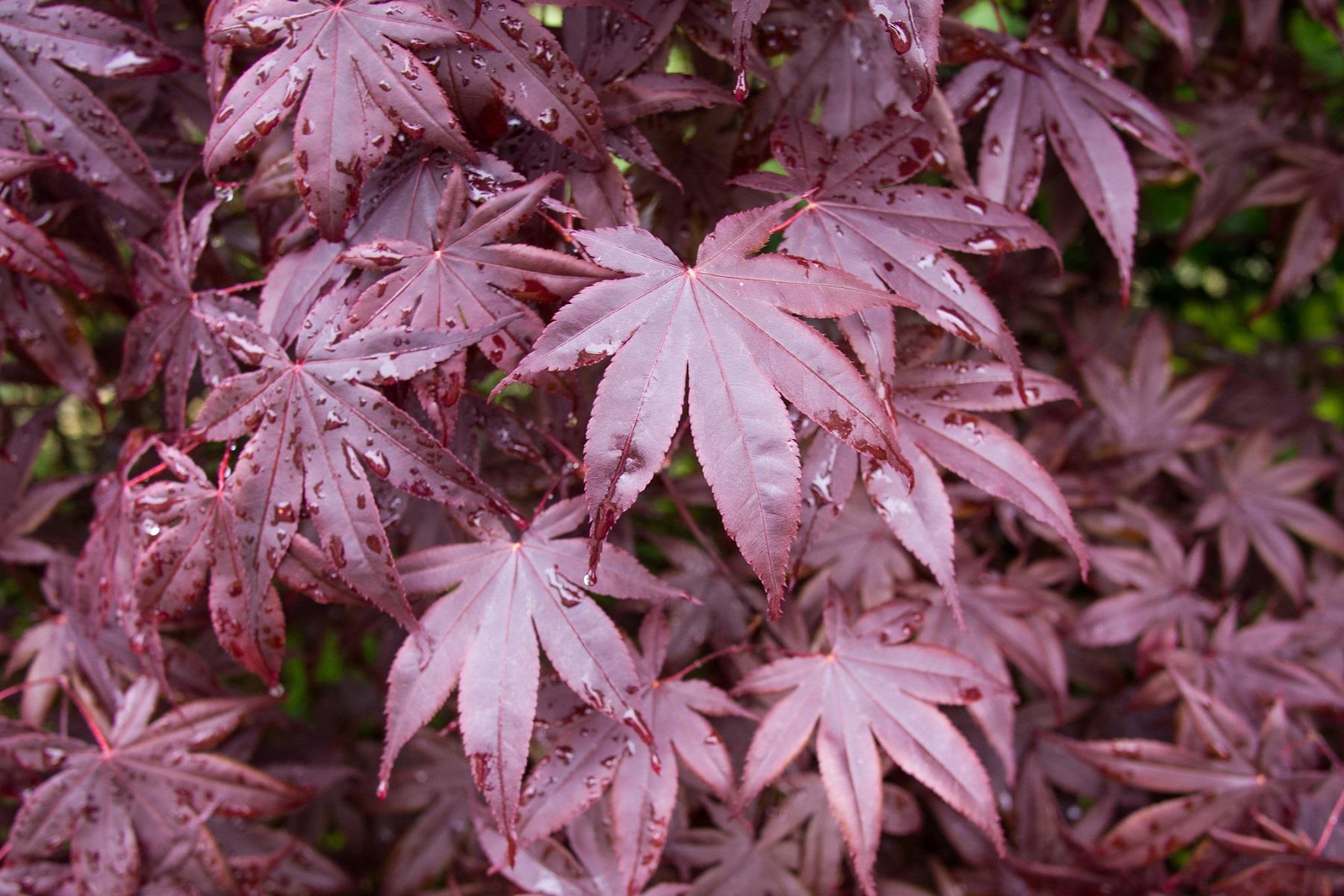 Acer palmatum Bloodgood Kırmızı Japon Akçaağaç fidanı