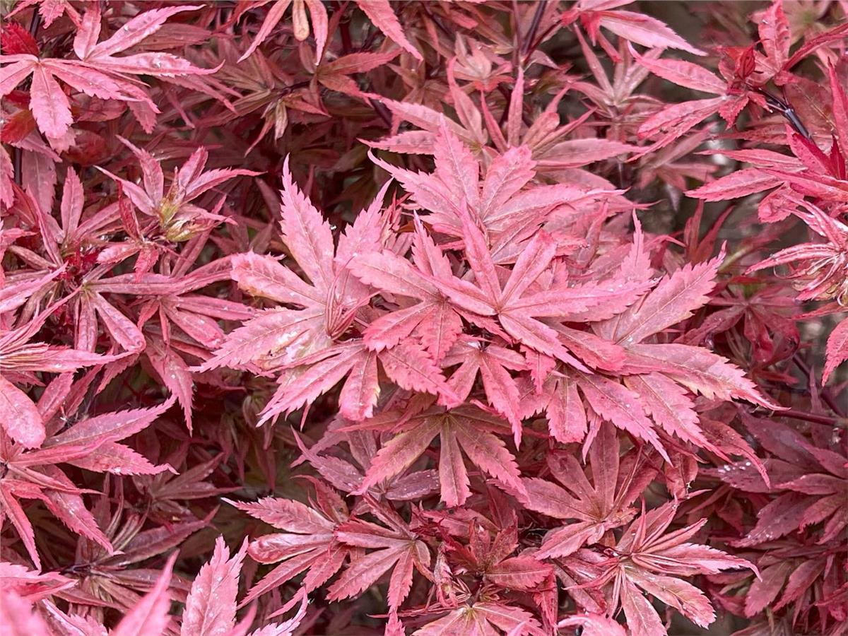 Acer palmatum Brandts Dwarf Japon Akçaağaç fidanı