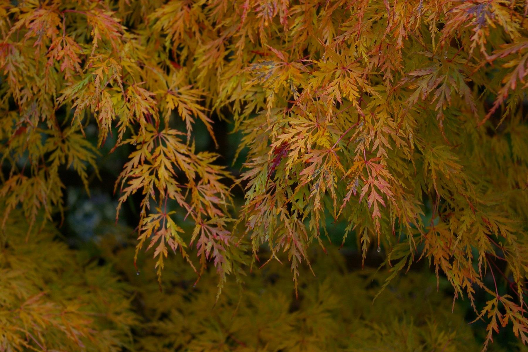 Acer palmatum Dissectum Sarkık Dallı Japon Akçaağaç fidanı