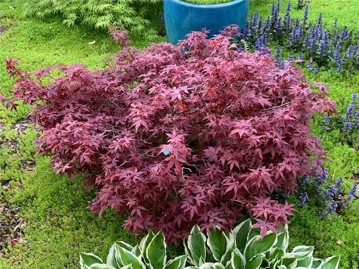 Acer palmatum Hime Shojo Japon Akçaağaç fidanı
