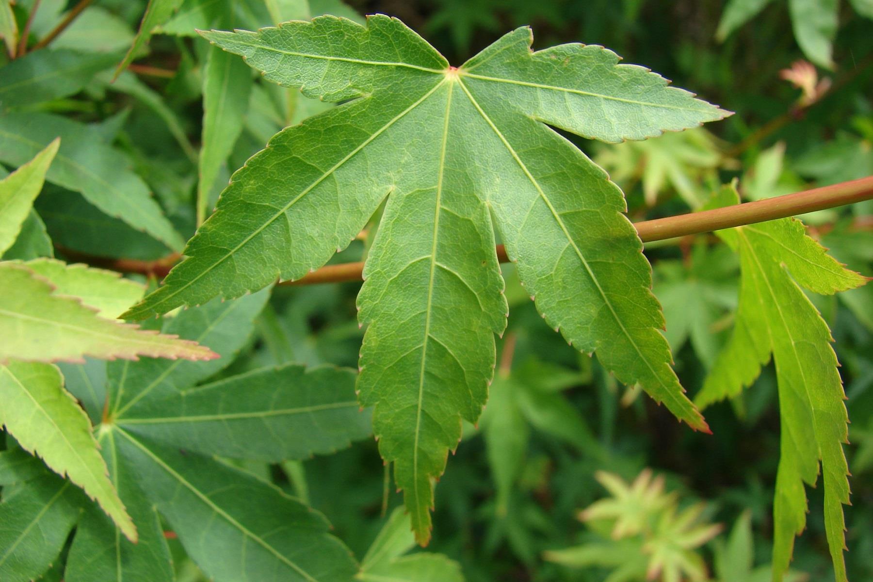 Acer palmatum Japon Akçaağaç fidanı