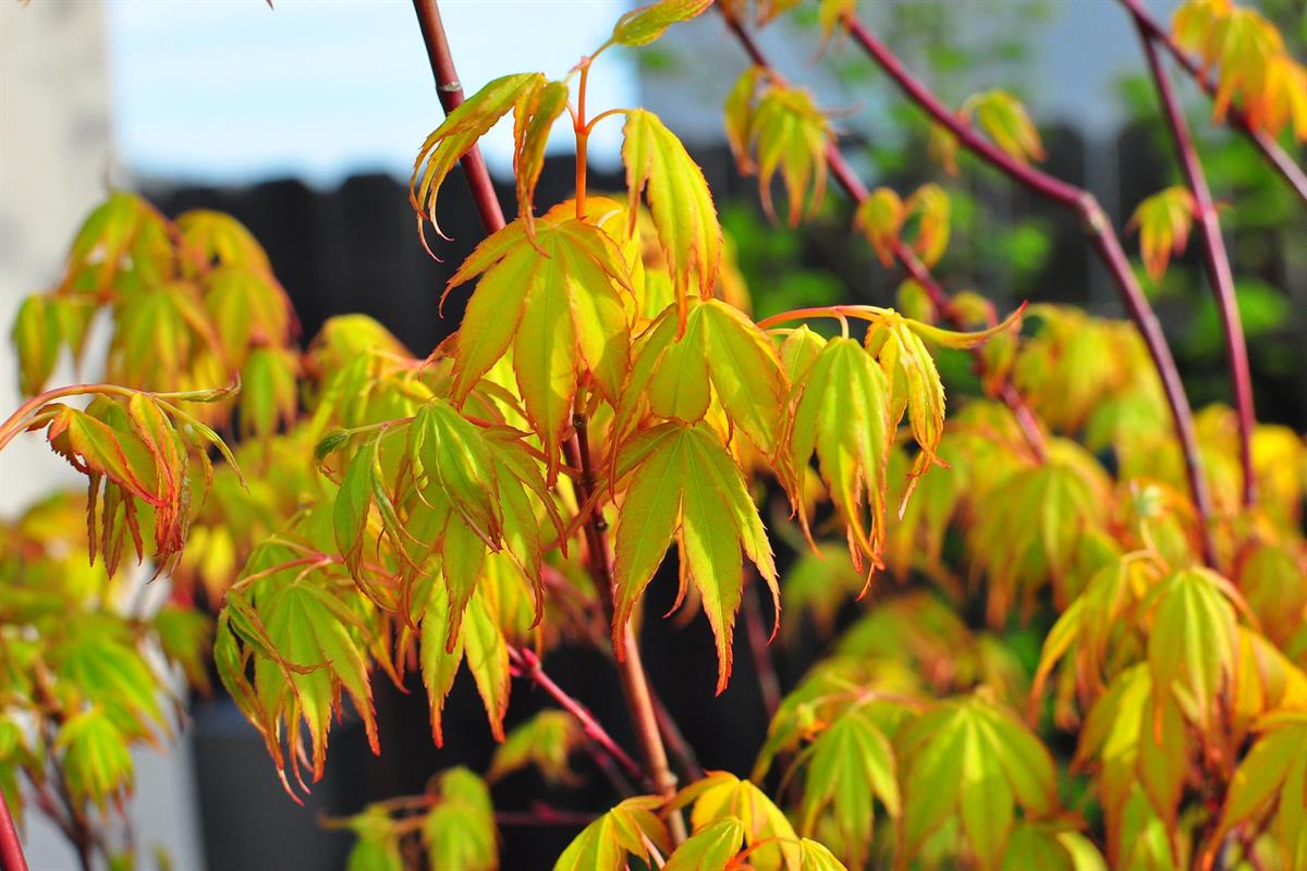Acer palmatum Katsura Japon Akçaağaç fidanı - 20-40 cm