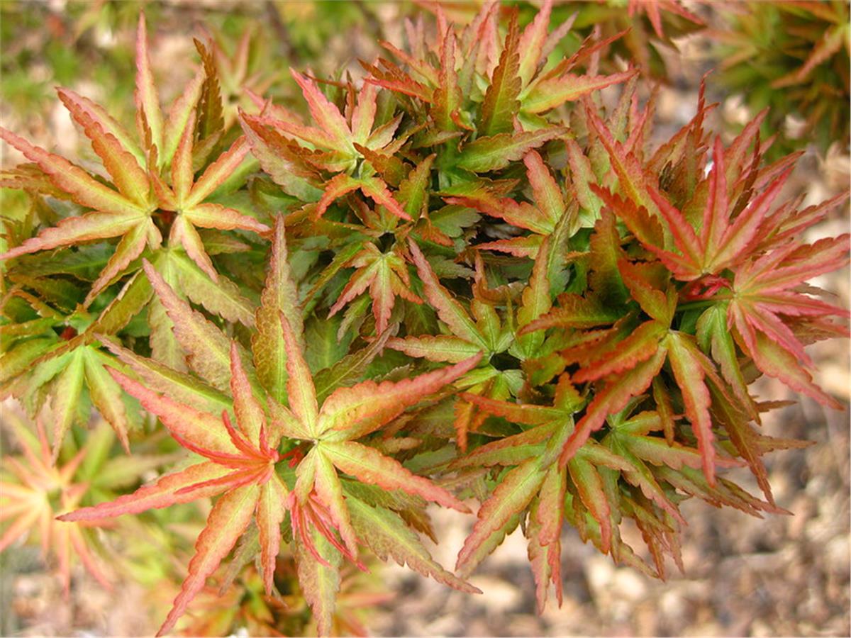 Acer palmatum Kotohime akçaağaç fidanı