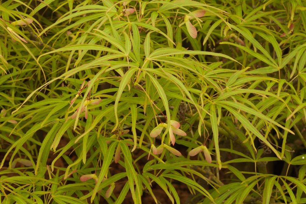Acer palmatum Linearilobum Japon Akçaağaç fidanı