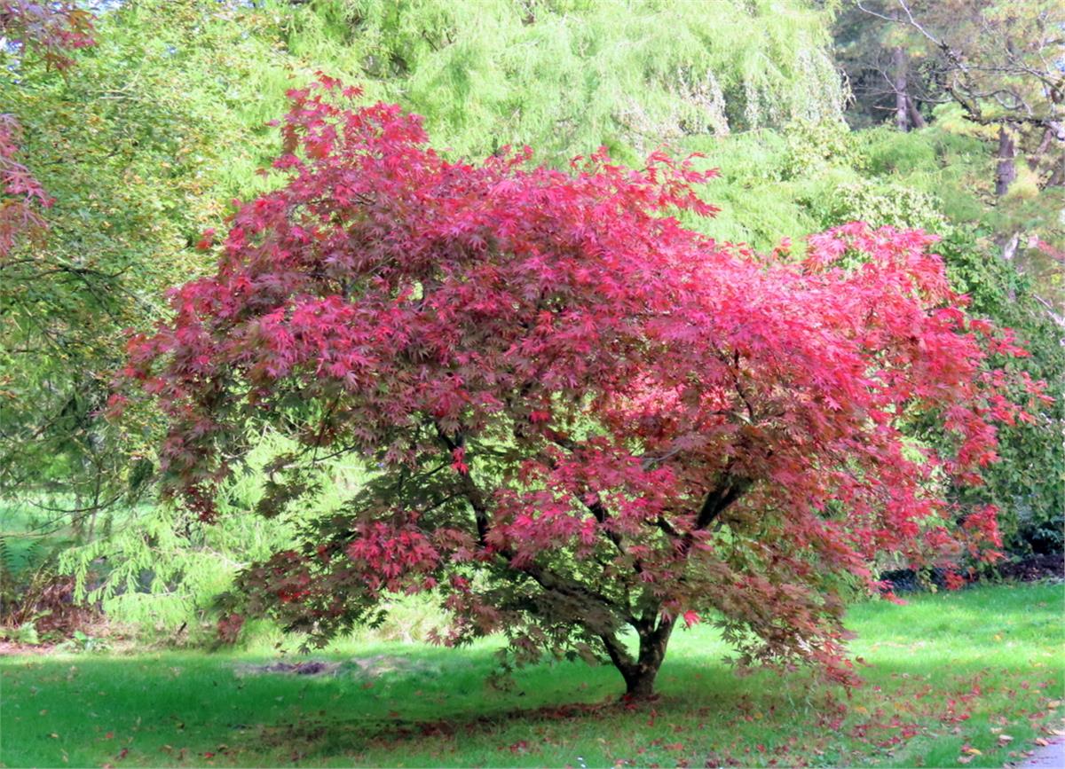 Acer palmatum Nicholsonii akçaağaç fidanı