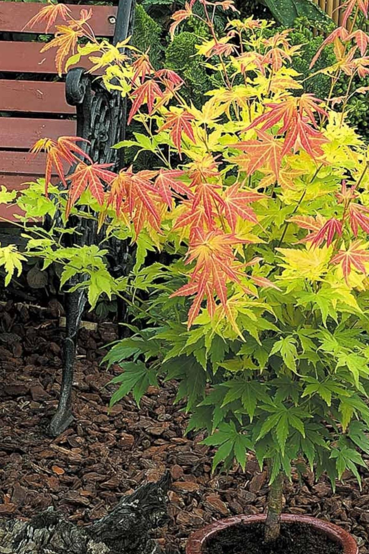 Acer palmatum Orange Dream Japon Akçaağaç fidanı