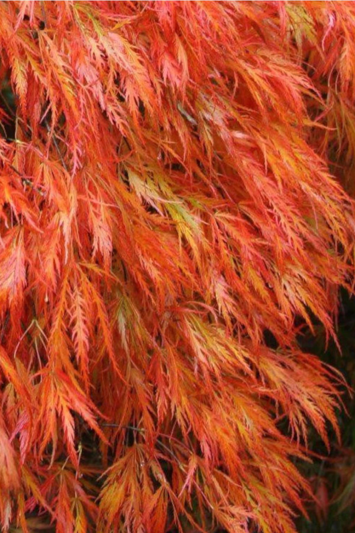 Acer palmatum Orangeola Japon Akçaağaç fidanı