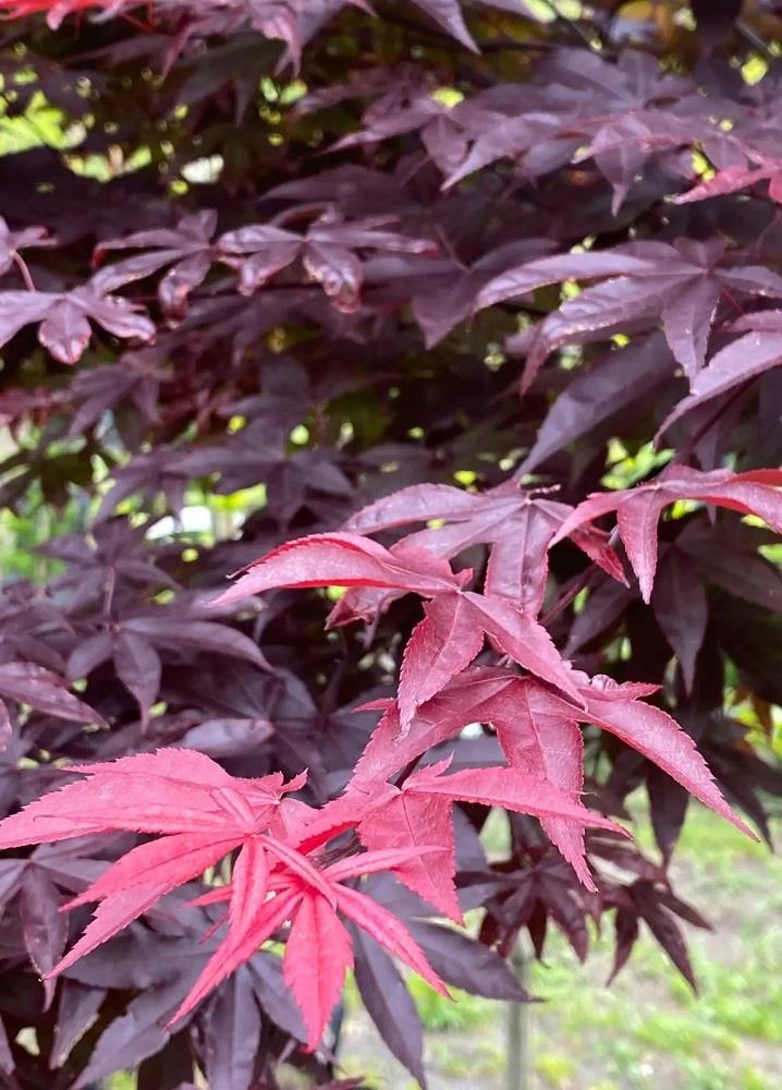 Acer palmatum Red Emperor Japon Akçaağaç fidanı