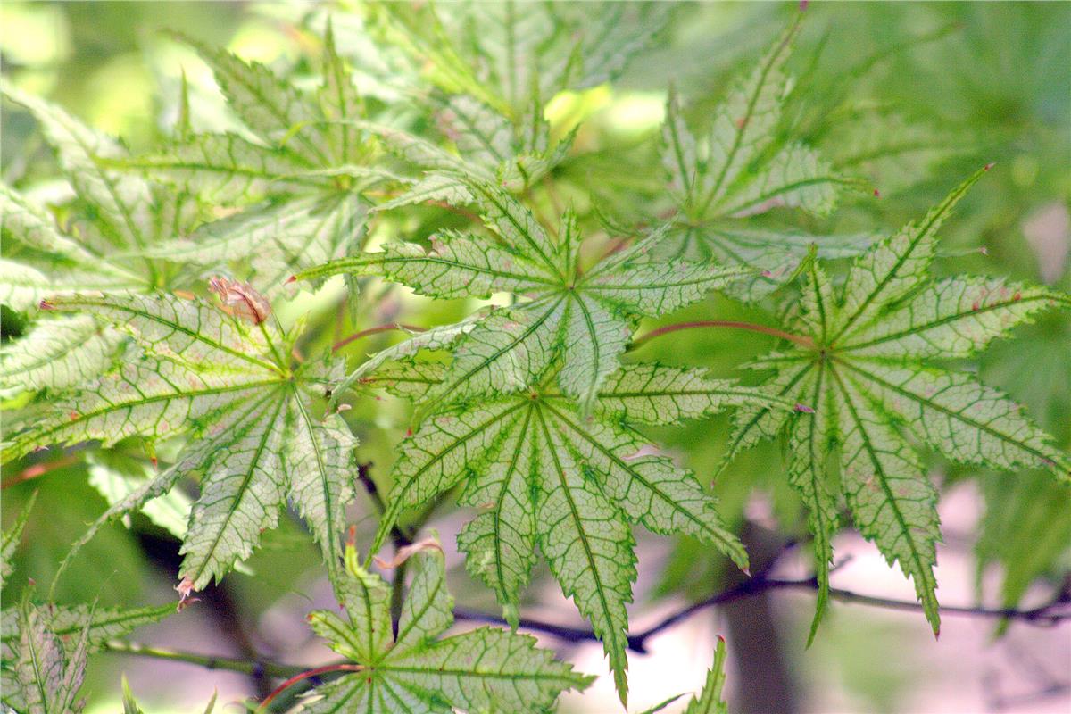 Acer palmatum Reticulatum Japon Akçaağaç fidanı