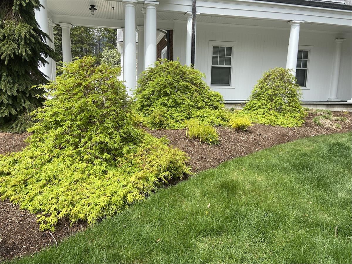 Acer palmatum Ryusen Japon Akçaağaç fidanı