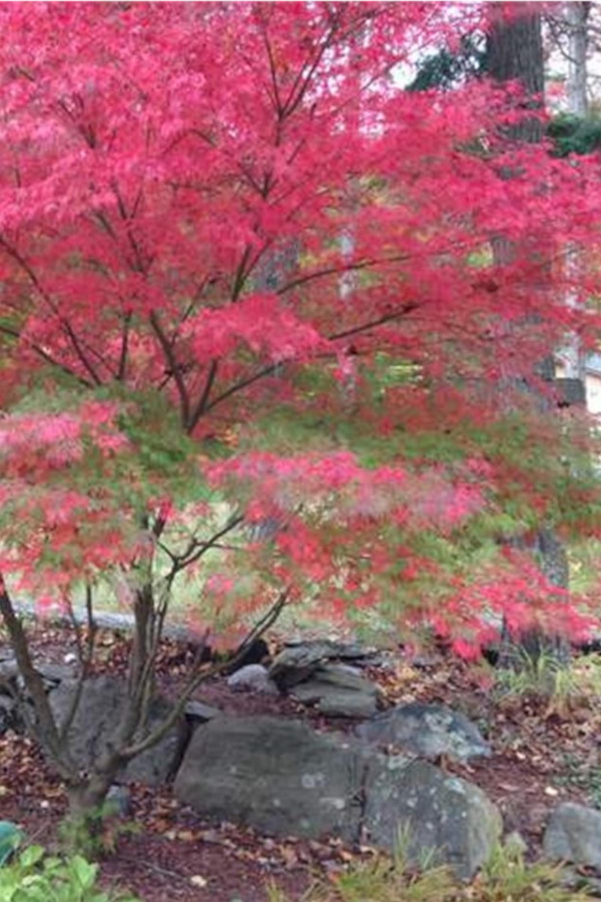 Acer palmatum Seiryu Akçaağaç fidanı