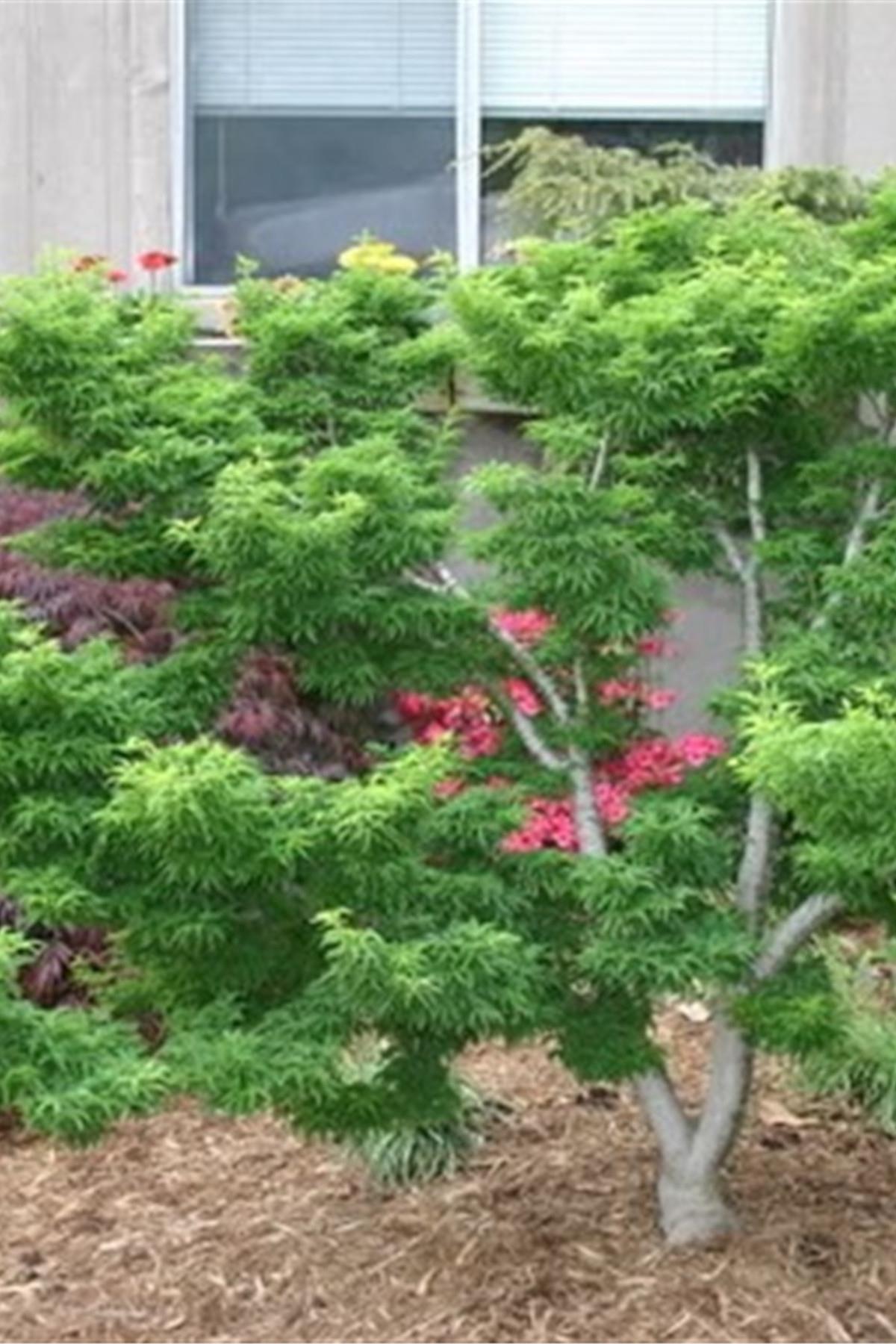 Acer palmatum Shishigashira Japon Akçaağaç fidesi