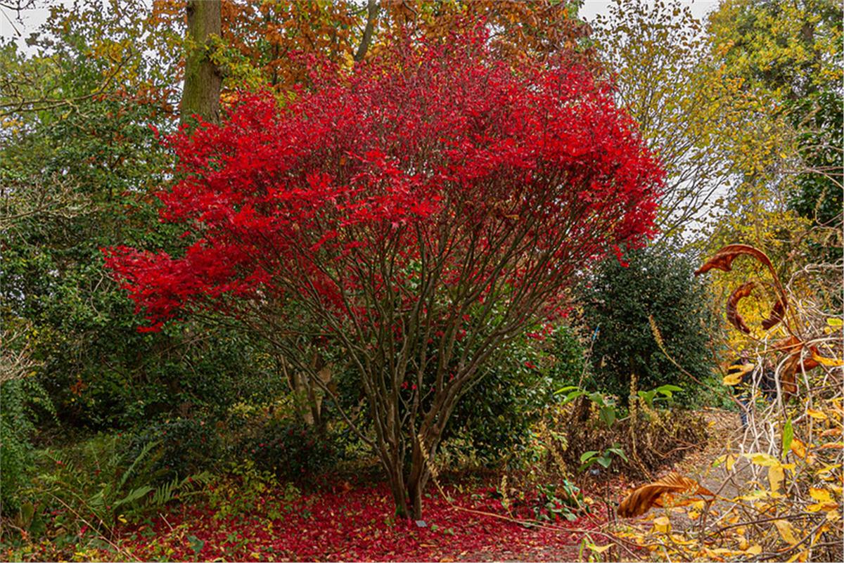Acer palmatum Skeeters broom Japon Akçaağaç fidesi
