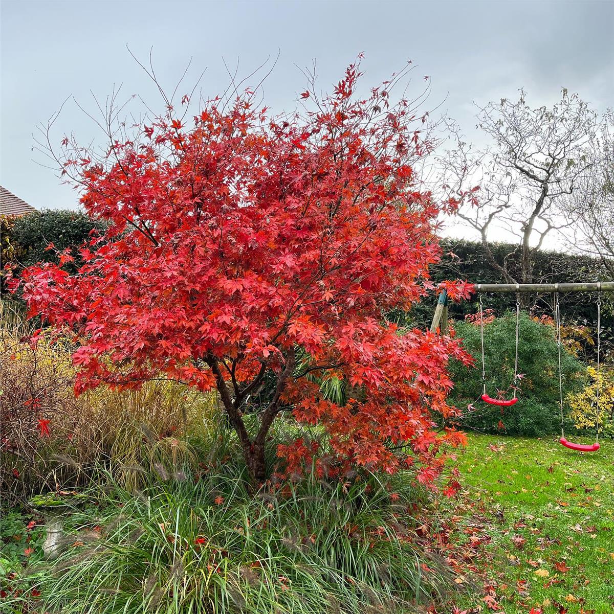 Acer palmatum Sumi-nagashi Japon Akçaağaç fidesi
