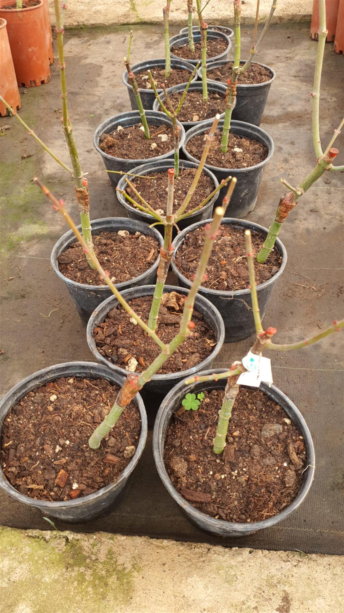 Acer palmatum Summergold Akçaağaç fidanı