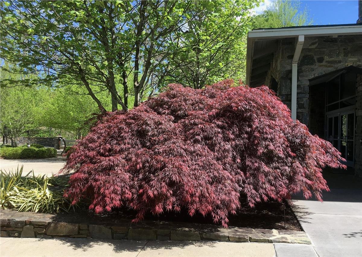 Acer palmatum Tamukeyama Japon Akçaağaç fidanı