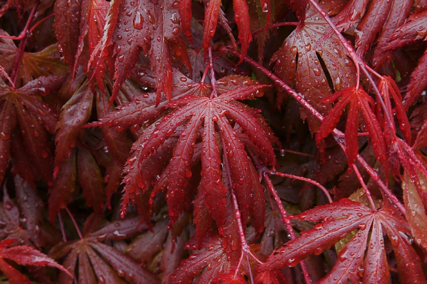 Acer palmatum Trompenburg Akçaağaç fidanı