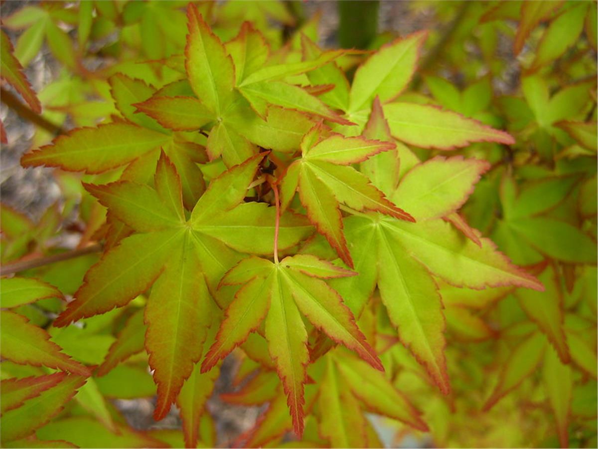 Acer palmatum Ueno Yama Japon Akçaağaç fidanı