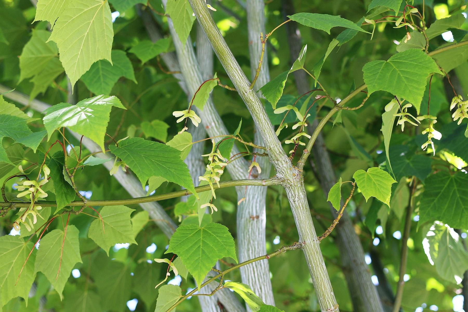 Acer pensylvanicum Pensilvanya Akçaağaç fidanı