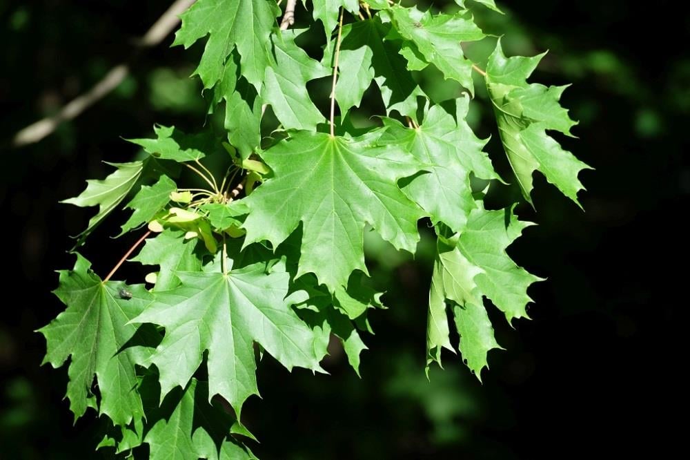 Acer platanoides Çınar Yapraklı Akçaağaç fidanı