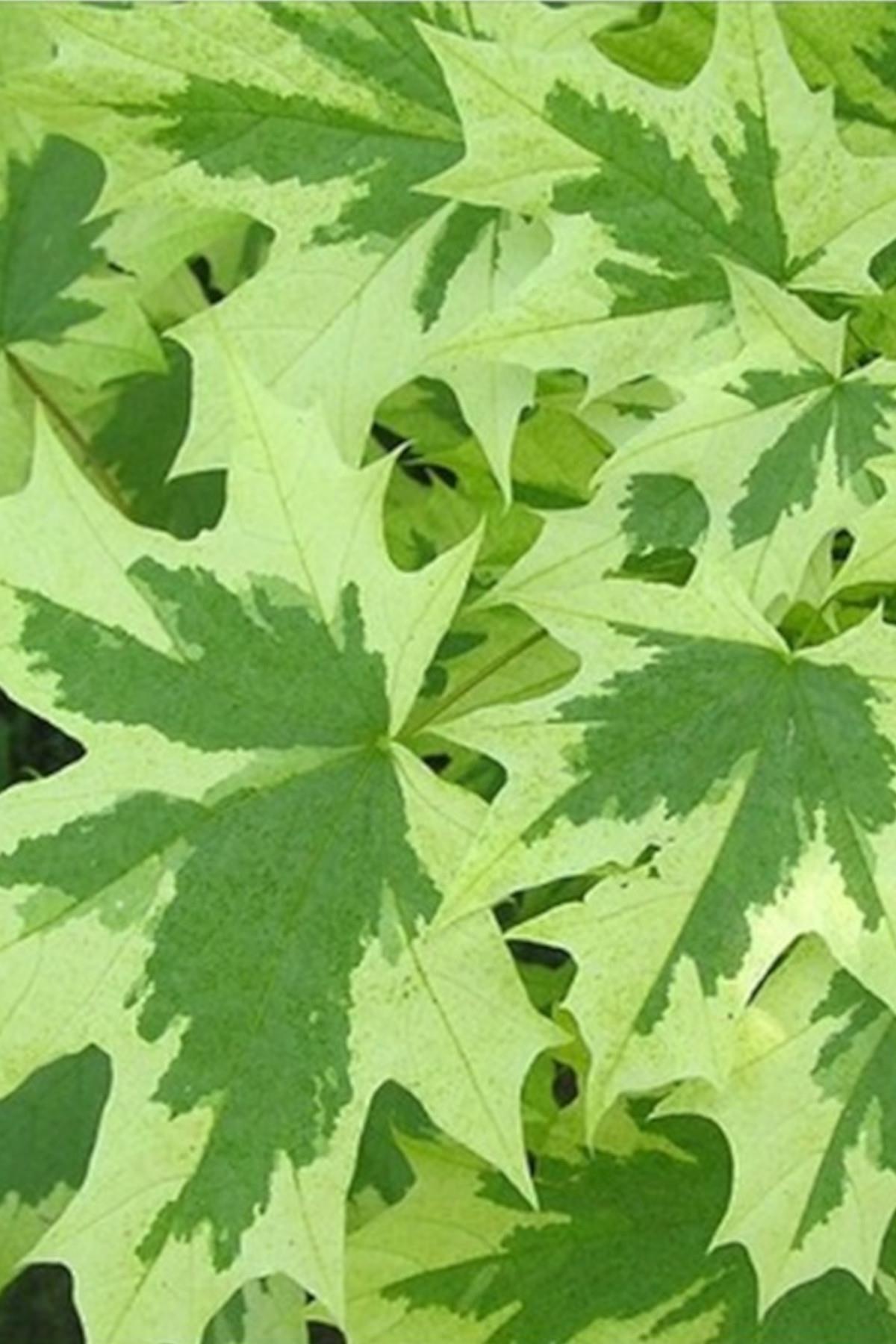 Acer platanoides Drummondii akçaağaç fidanı