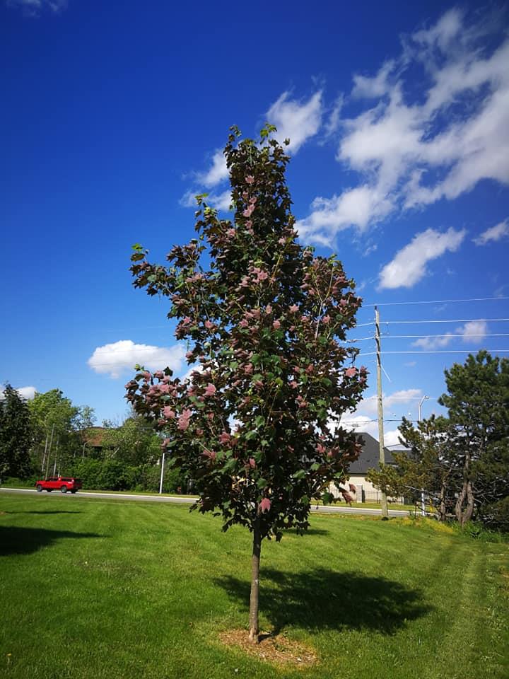 Acer pseudoplatanus Regal petticoat Dört renkli yalancı çınar yapraklı akçaağaç