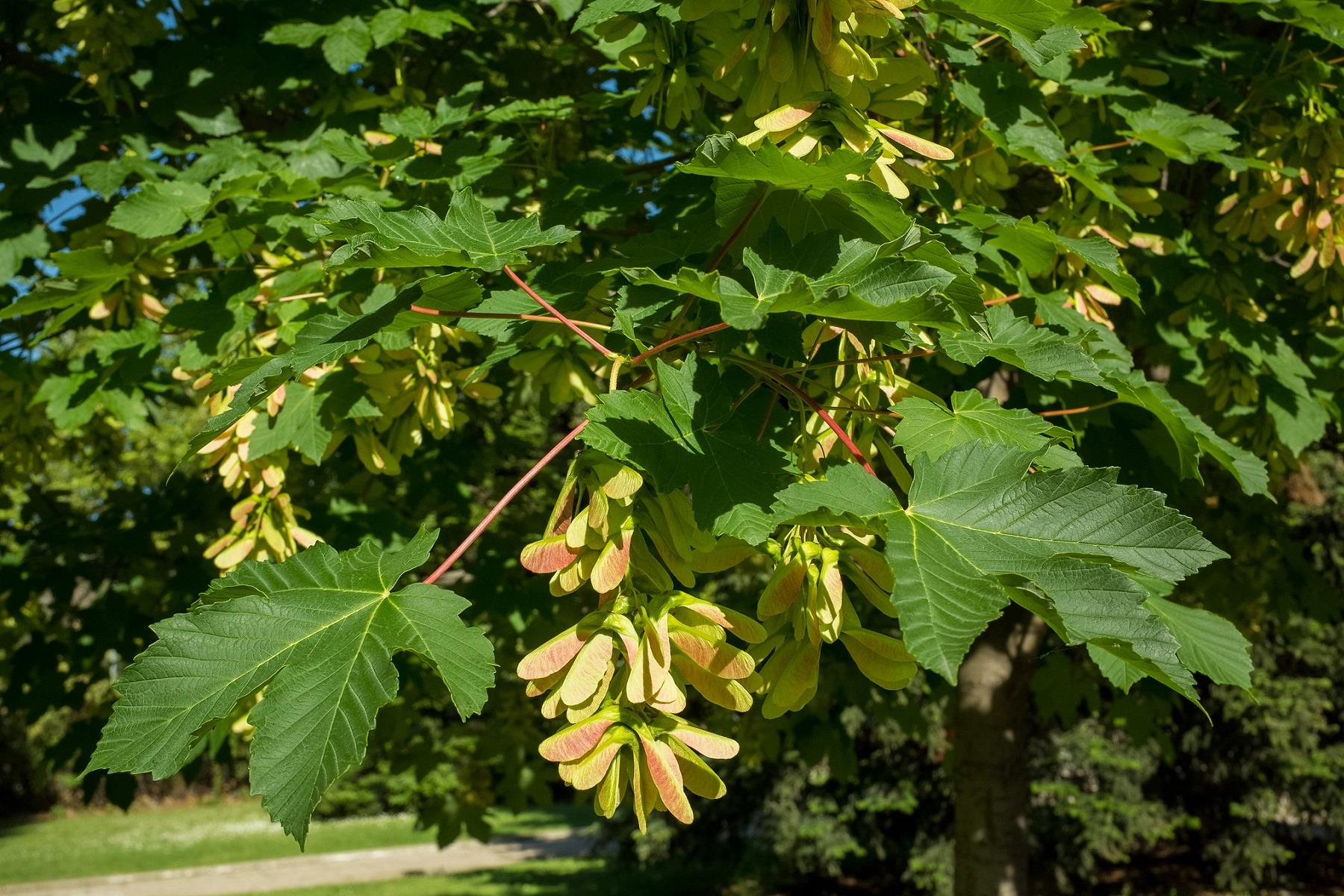Acer pseudoplatanus Yalancı Çınar Yap. Akçaağaç fidanı