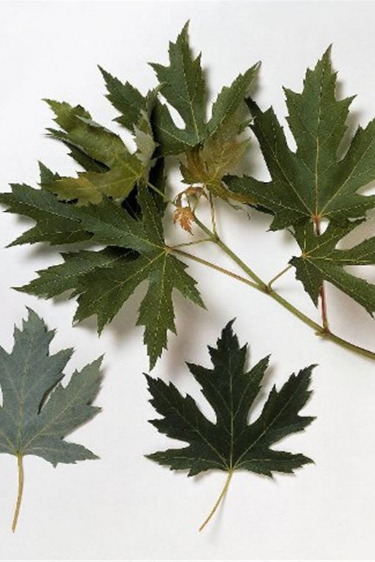 Acer saccharinum Gümüşi Akçaağaç fidanı