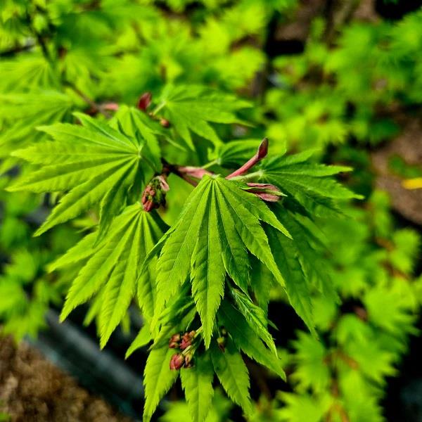 Acer shirasawanum Jordan Japon Akçaağaç fidanı