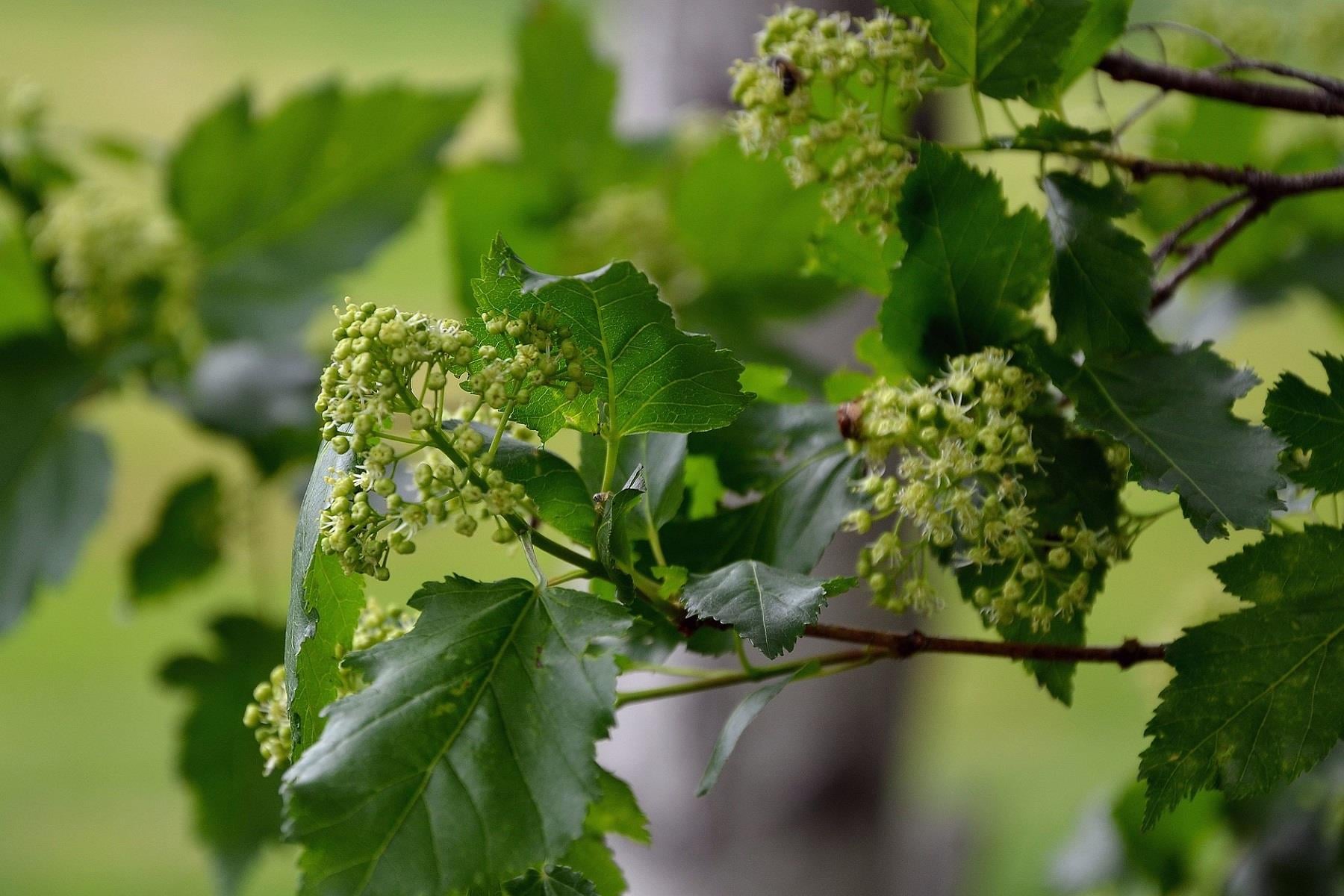 Acer tataricum ginnala Tatar akçaağaç fidanı