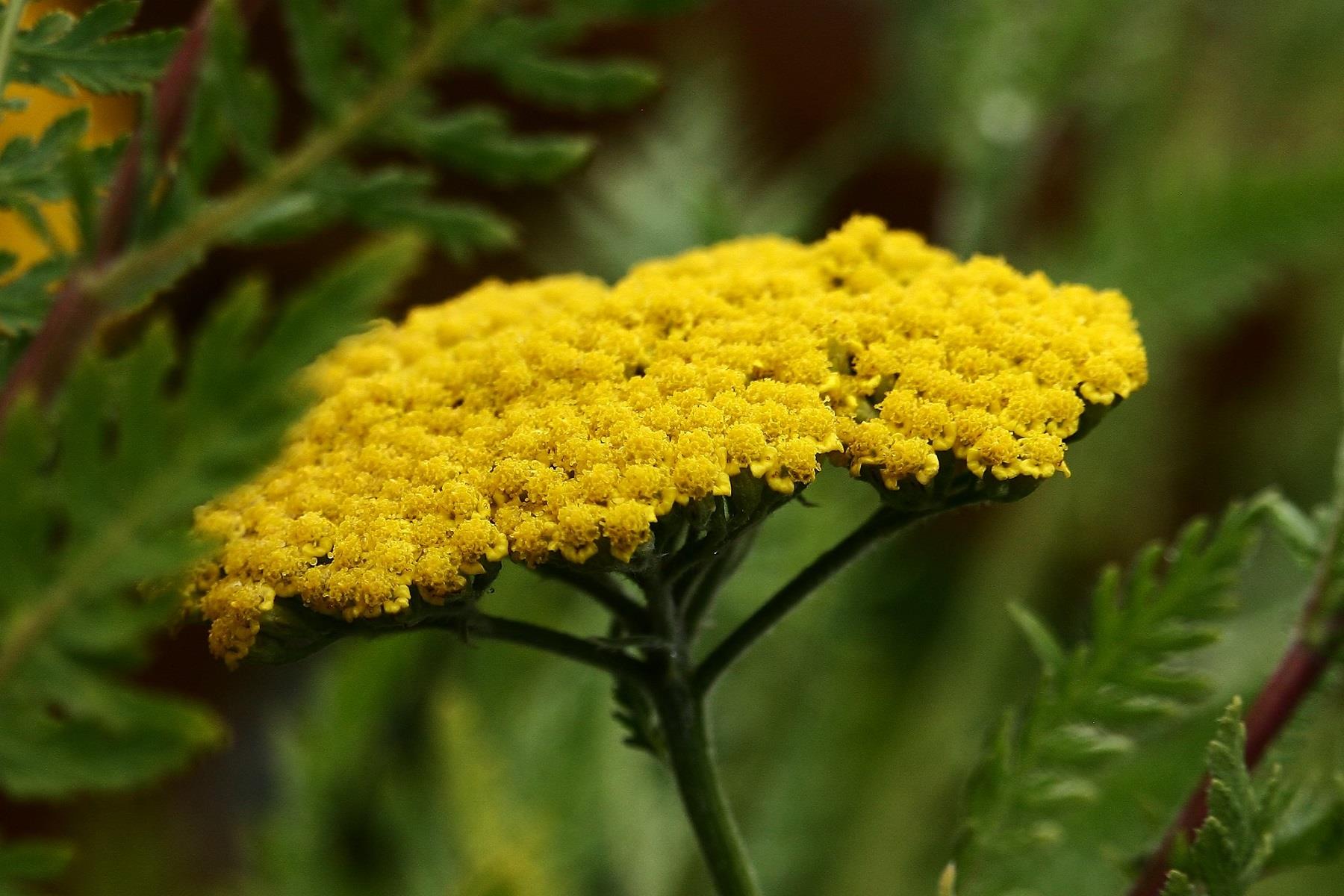 Achillea filipendulina Coronation gold Sarı Civan perçemi fidesi