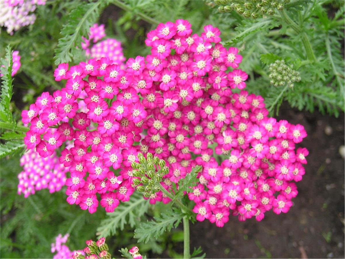 Achillea millefolium Cerise Queen Civanperçemi Civan Perçemi fidanı