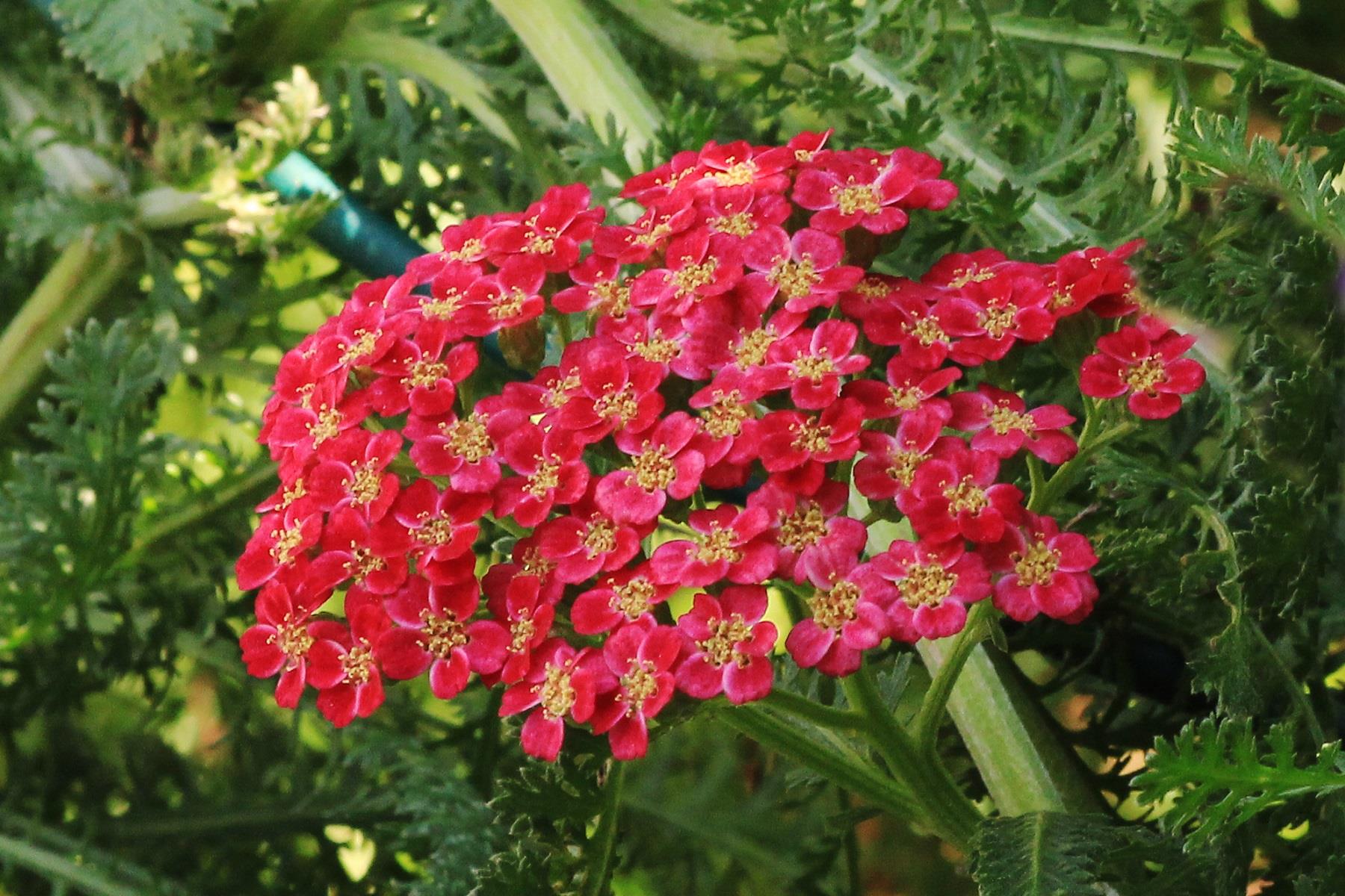 Achillea millefolium Red Velvet Civanperçemi Civan Perçemi fidanı