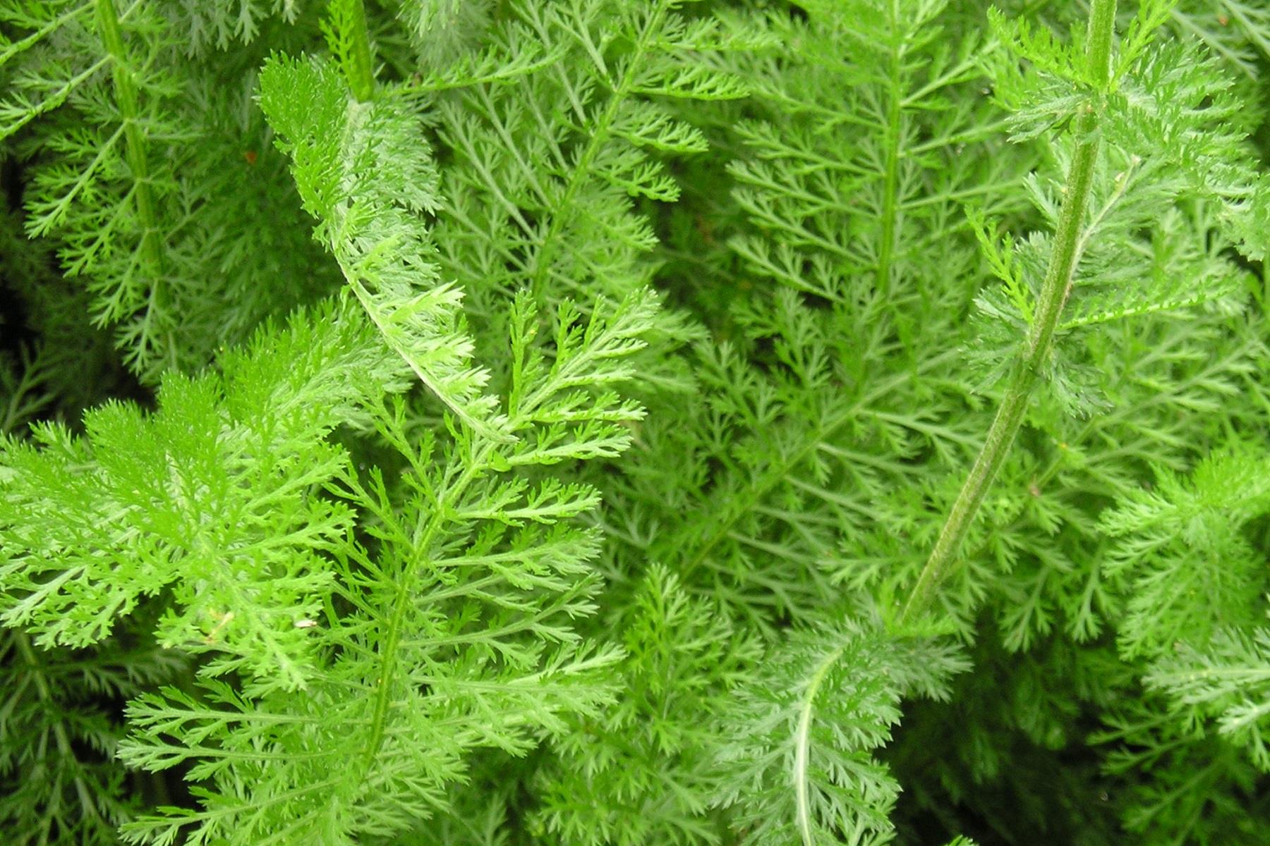 Achillea millefolium Tıbbi Civanperçemi fidesi