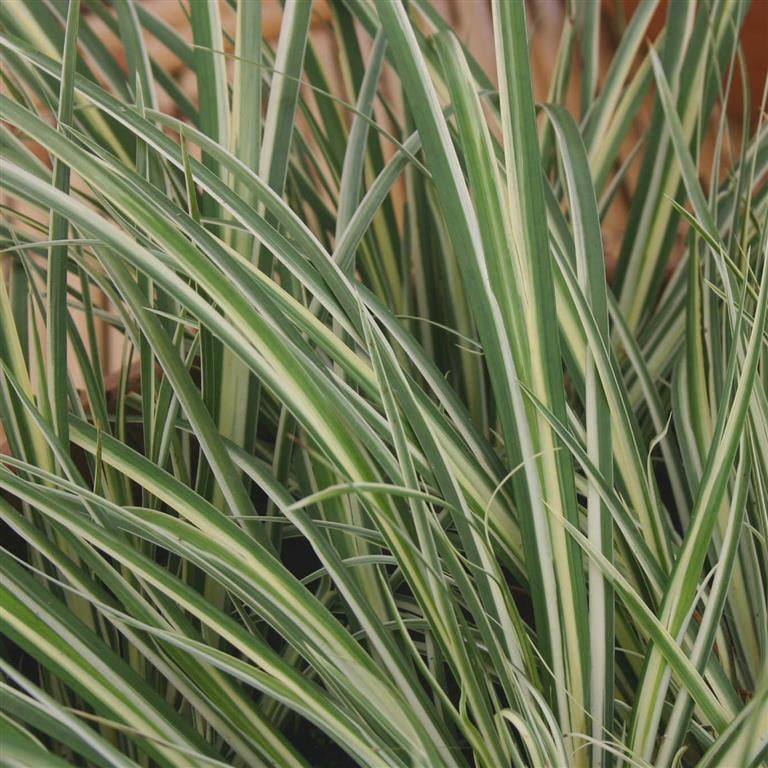 Acorus gramineus variegata Alacalı Eğirotu fidesi
