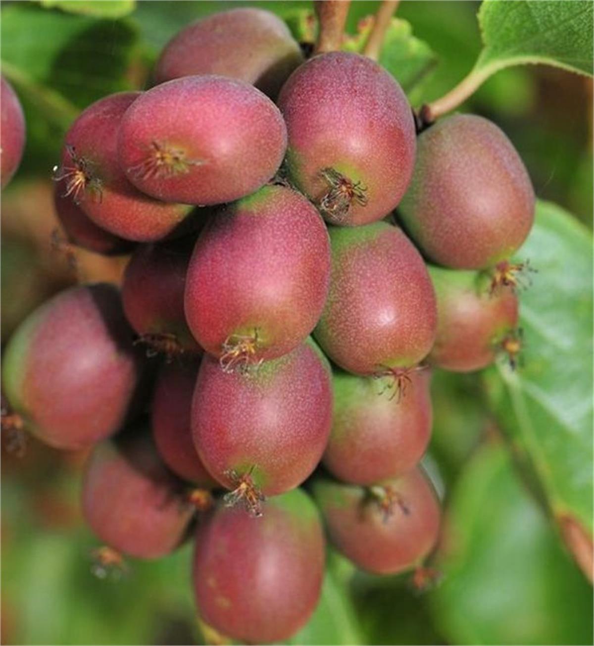 Actinidia arguta Ananasnaya kivi hardy kiwi fidanı