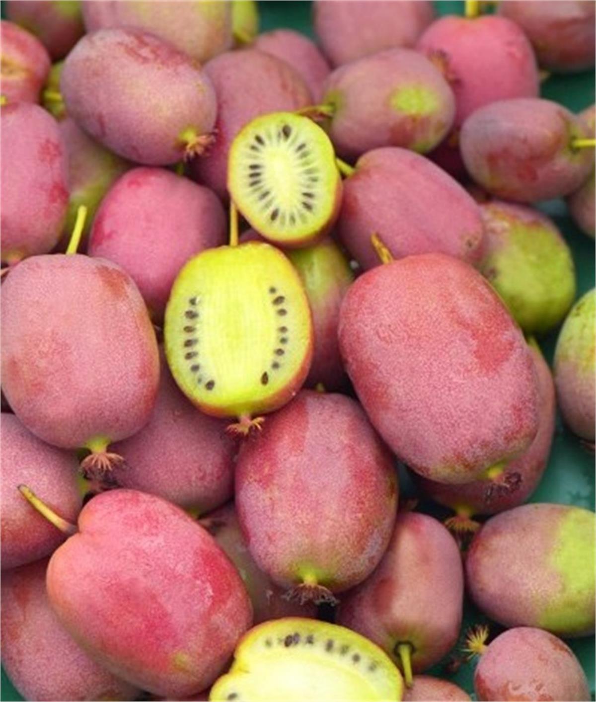 Actinidia arguta Bingo Kiwi Female Pembe dişi mini kivi fidanı