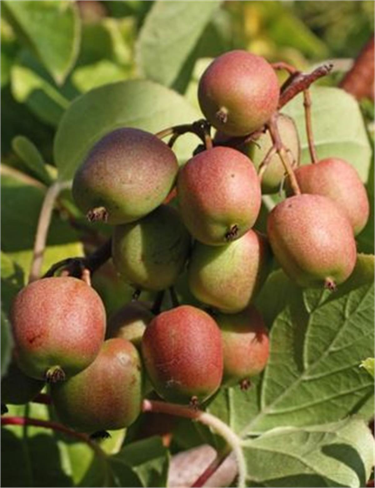 Actinidia arguta Geneva Kiwi Female dişi mini kivi fidanı