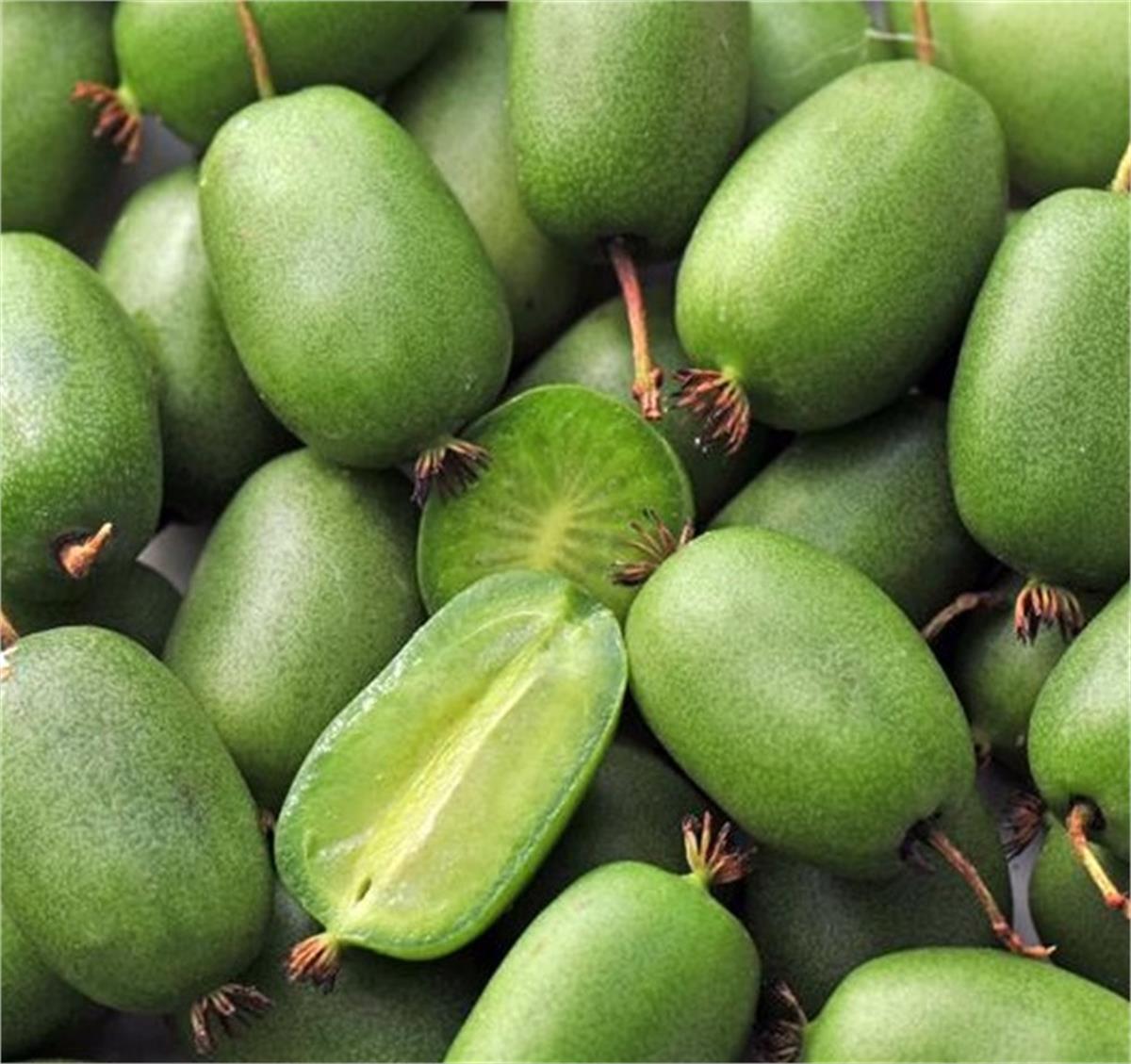 Actinidia arguta Vitikiwi Kiwi Self-fertile mini kivi fidanı