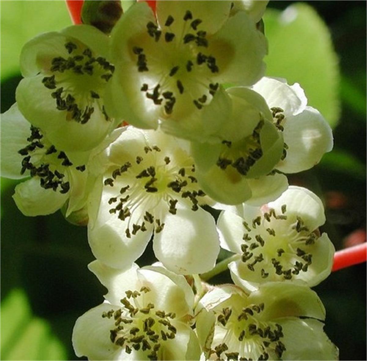Actinidia arguta Weiki M Kiwi Male erkek mini kivi fidanı