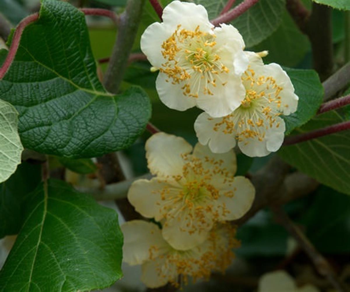 Actinidia deliciosa Kiwi Tomuri fidanı Erkek