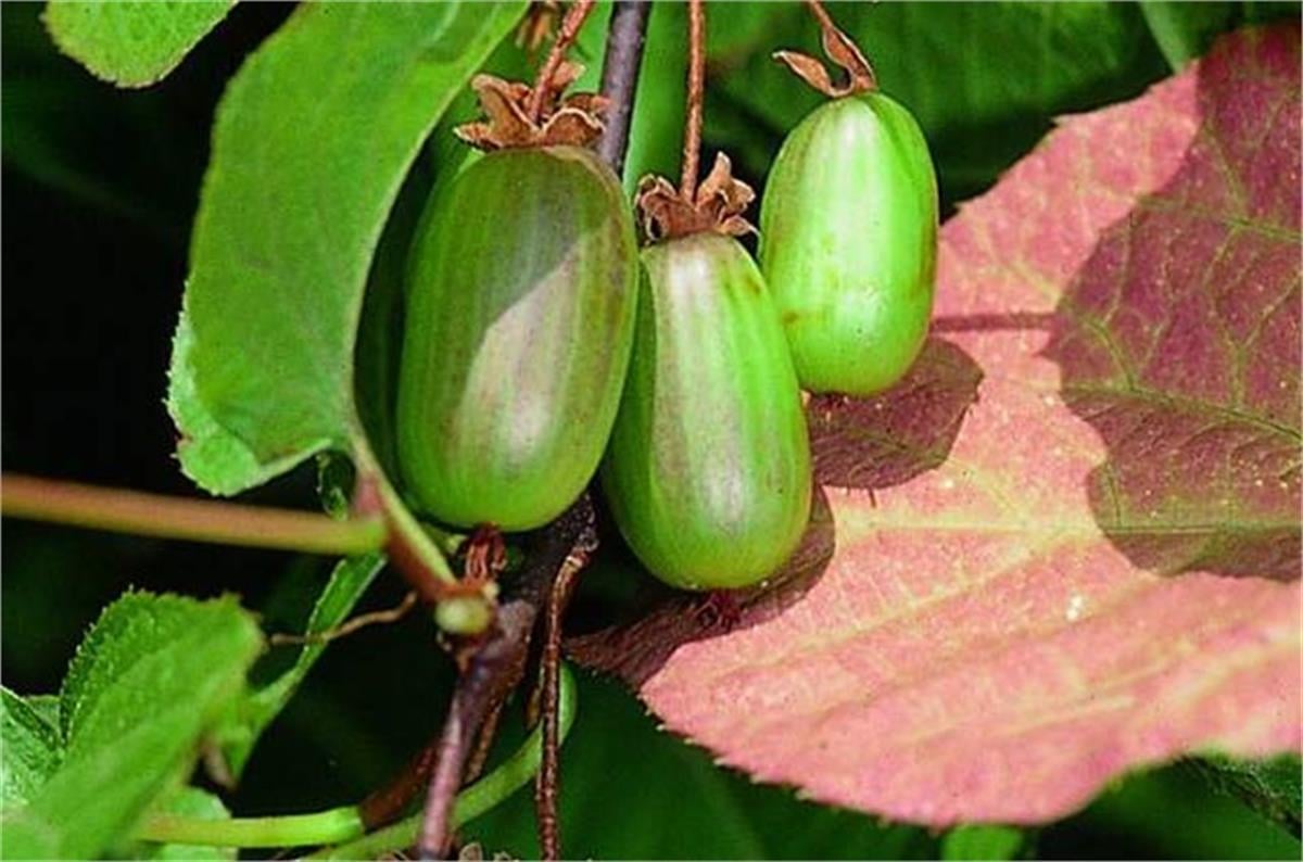 Actinidia kol. Dr Szymanowski Kiwi self-fertile hardy kivi fidanı
