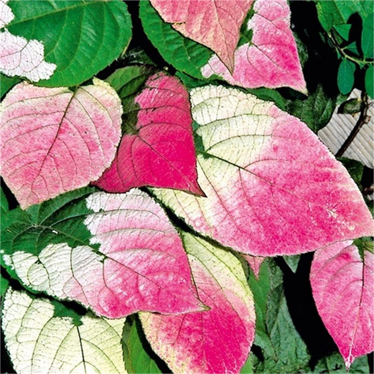 Actinidia kolomikta Adam Kiwi male alaca yapraklı kivi fidanı