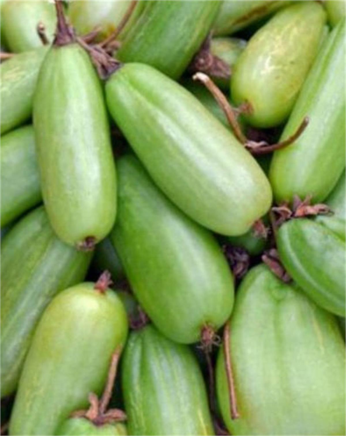 Actinidia kolomikta Vitakola Kiwi female dişi hardy kivi fidanı