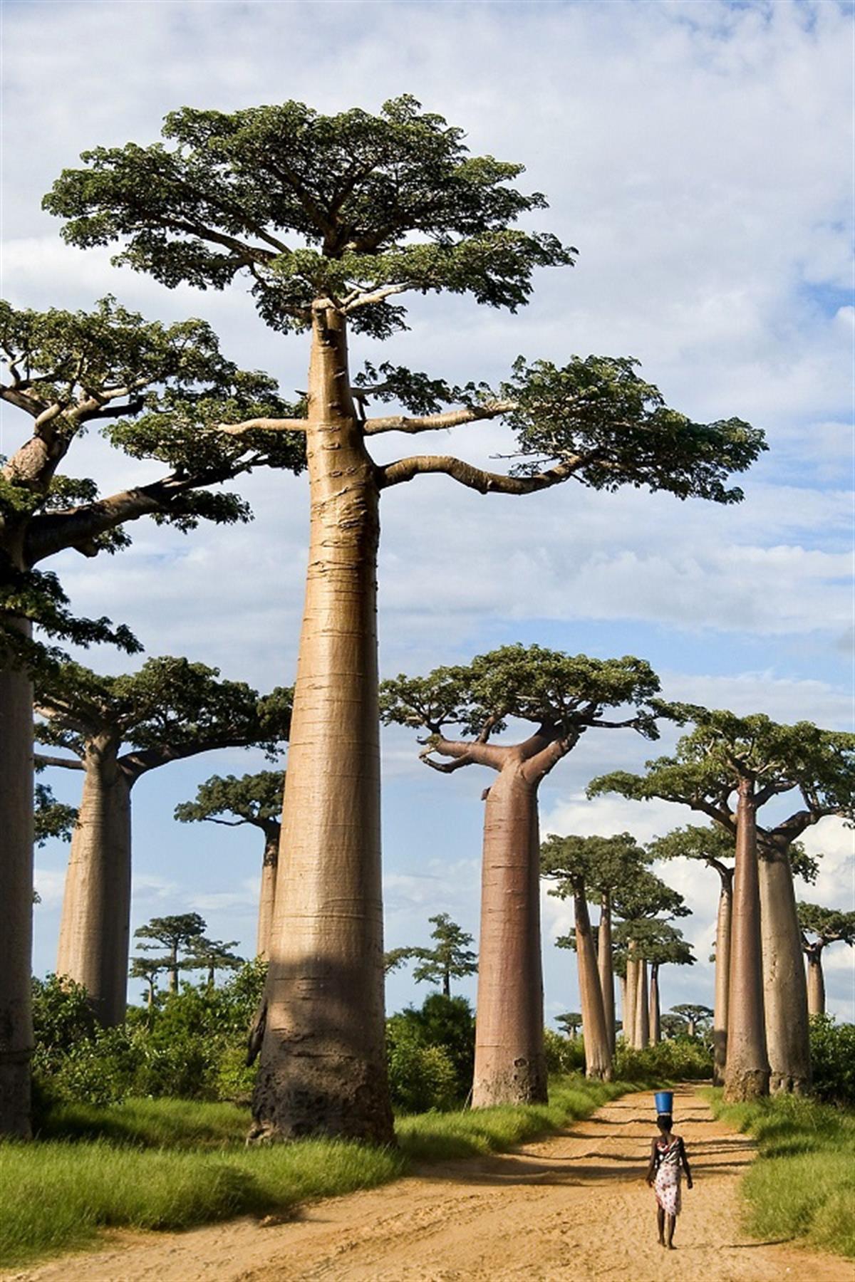 Adansonia digitata Baobab ağacı fidanı