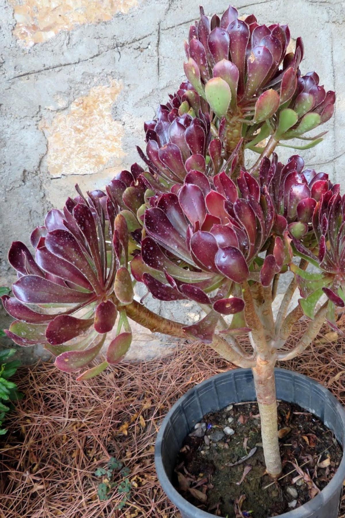Aeonium arborea Atropurpureum Ağaçsı Aenyum fidesi