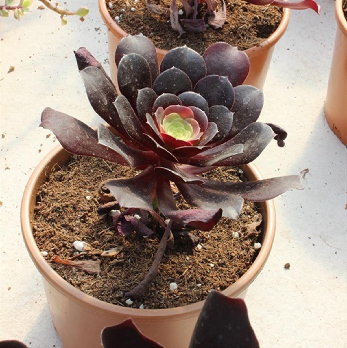 Aeonium Sukulent