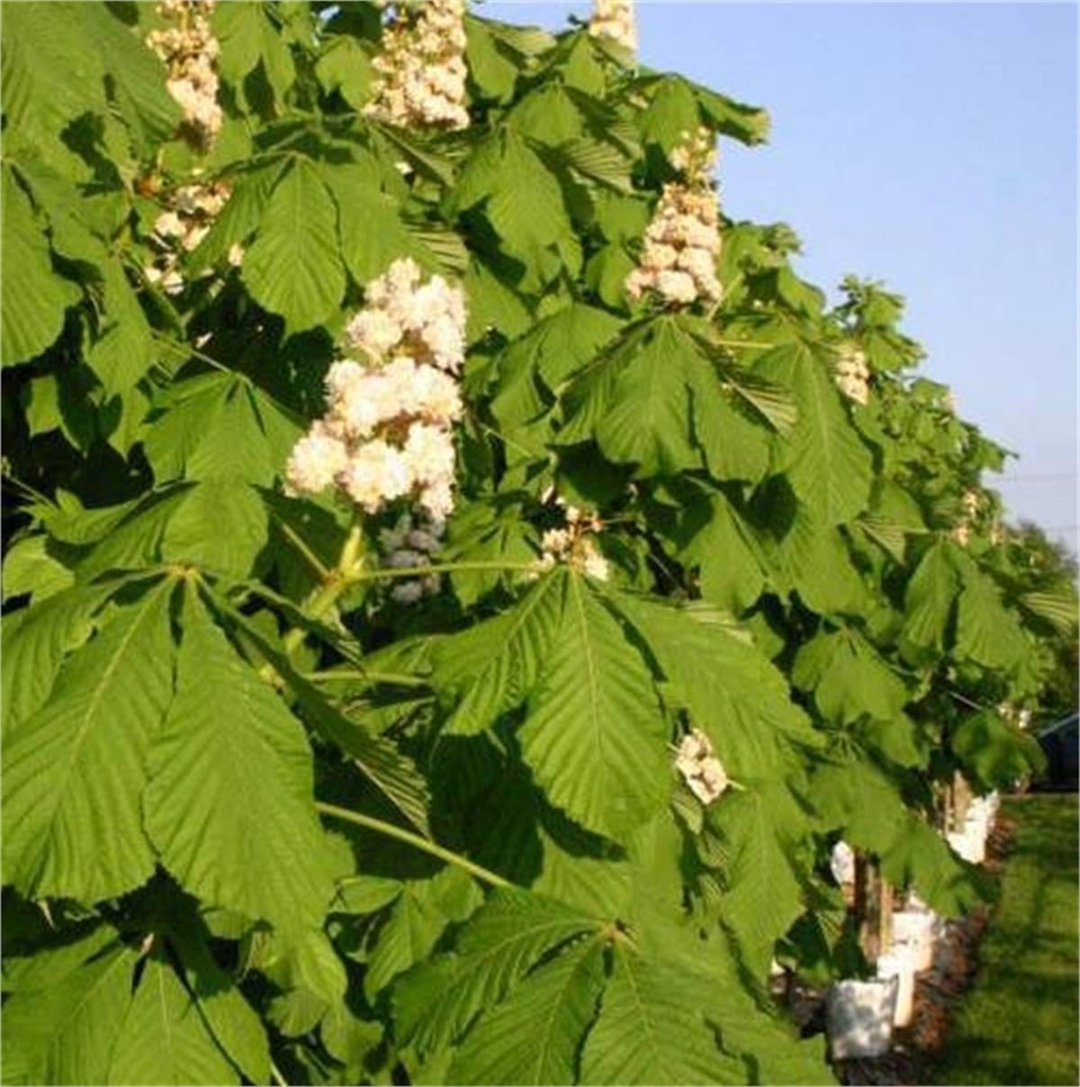 Aesculus hippocastanum Baumannii Beyaz at kestane fidanı