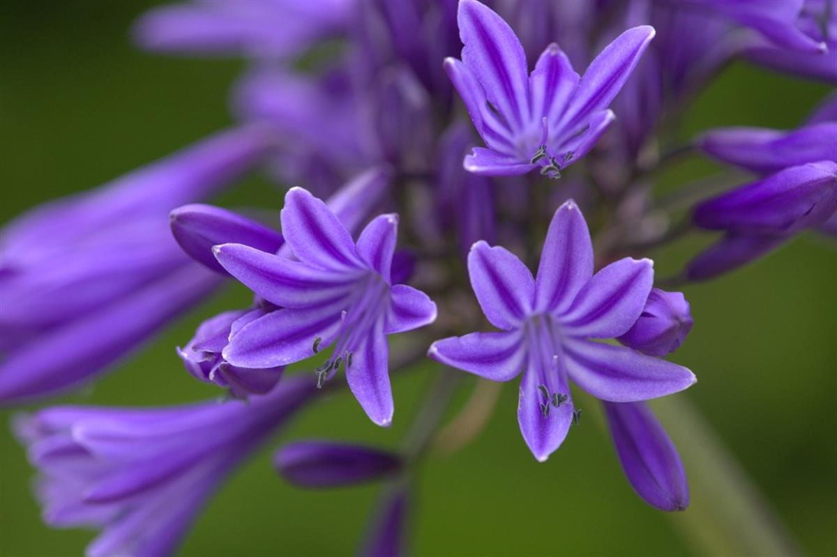 Agapanthus Navy Blue Afrika zambağı Agapantus fidesi