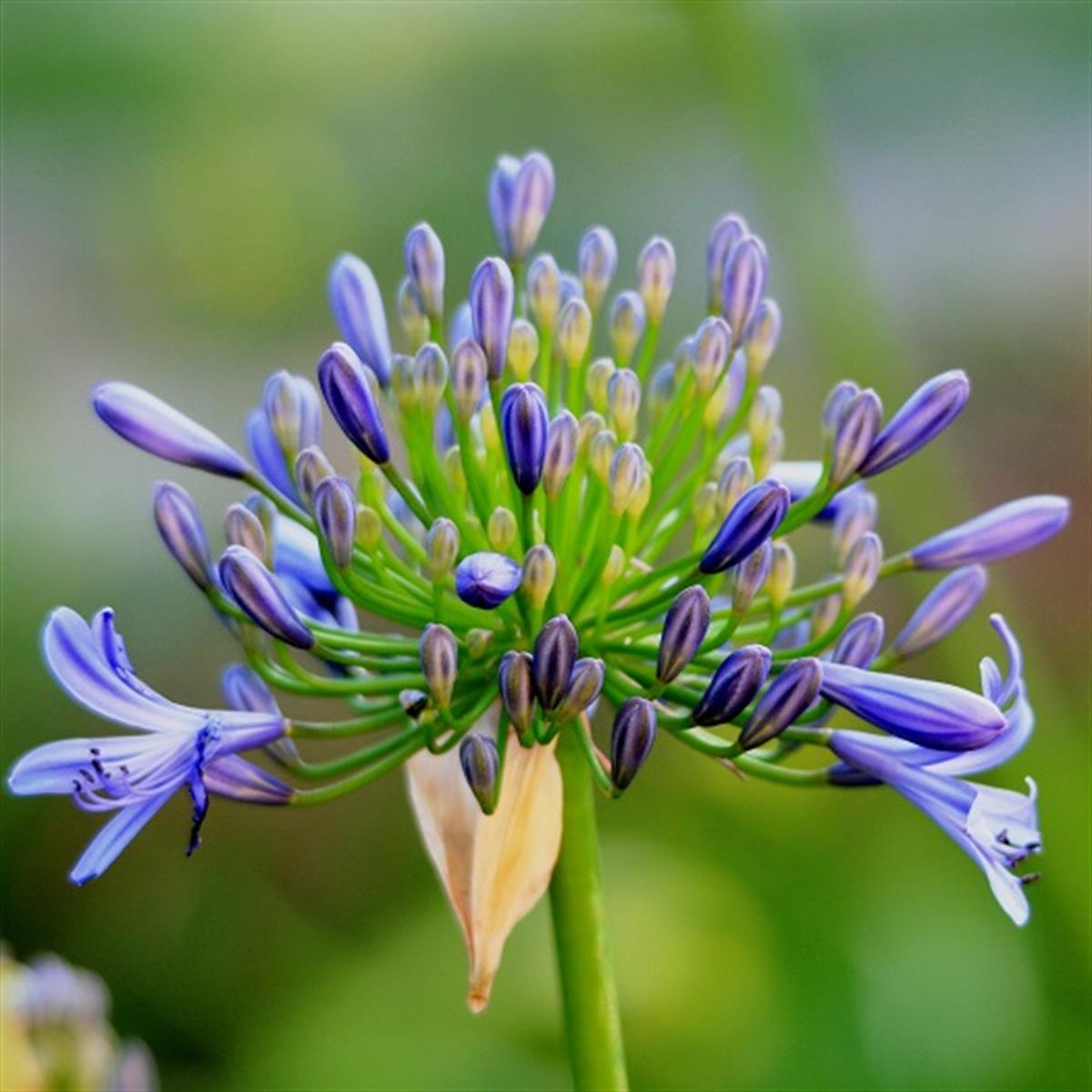 Agapanthus Pinocchio Afrika zambağı Agapantus fidesi